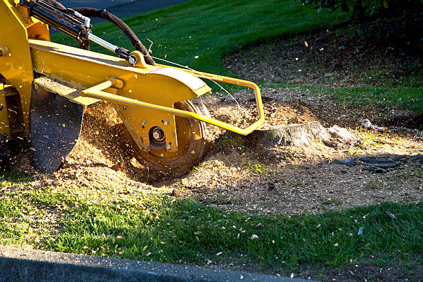 How Our Tree Care Process Works  in  Old Town, ME